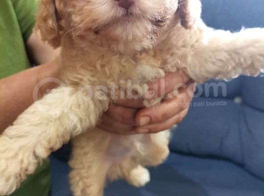 Maltipoo Bebeklerimiz görsel