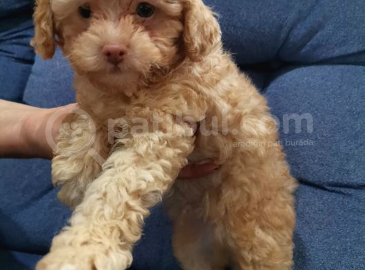Maltipoo Bebeklerimiz görsel
