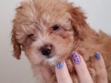 Maltipoo Bebeklerimiz