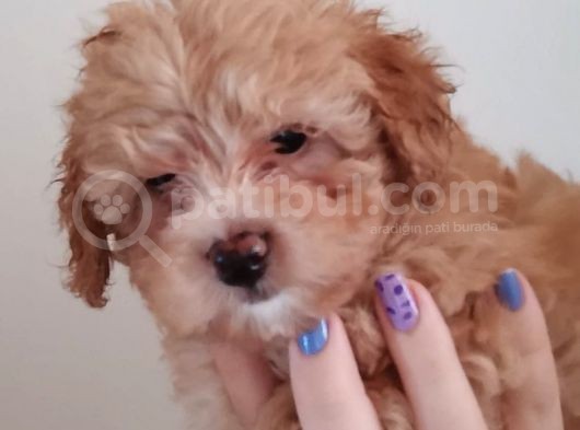 Maltipoo Bebeklerimiz görsel