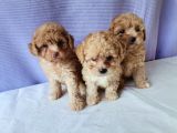 Maltipoo Bebeklerimiz