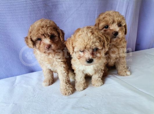 Maltipoo Bebeklerimiz