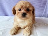 Maltipoo Bebeklerimiz