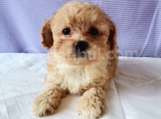 Maltipoo Bebeklerimiz görsel