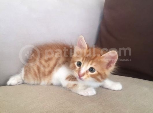 Şirin Sarışın Yavru görsel