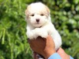 Tatli Maltese Terri̇er Yavrulari