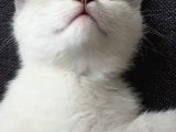 Acil Yuva Arıyoruz British Shorthair