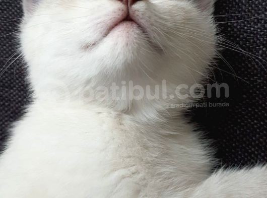 Acil Yuva Arıyoruz British Shorthair görsel