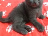 Scottish Fold Safkan Erkek Yavrularım