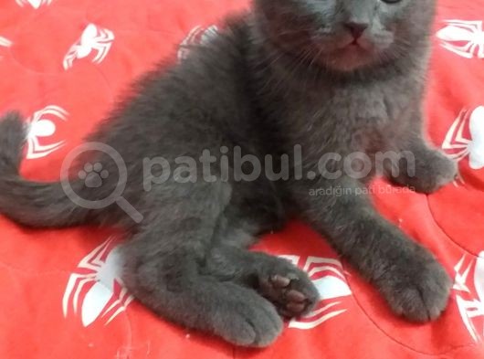 Scottish Fold Safkan Erkek Yavrularım görsel