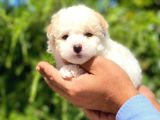 Tatli Maltese Terri̇er Yavrulari