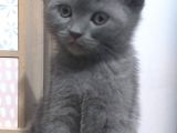 Scottish Fold Safkan Erkek Yavrularım