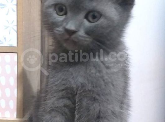 Scottish Fold Safkan Erkek Yavrularım görsel