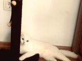 Scottish Fold Safkan Erkek Yavrularım
