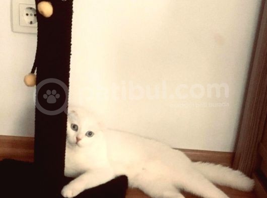 Scottish Fold Safkan Erkek Yavrularım görsel