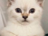 Acil Yuva Arıyoruz British Shorthair