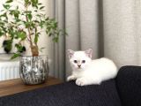 Acil Yuva Arıyoruz British Shorthair