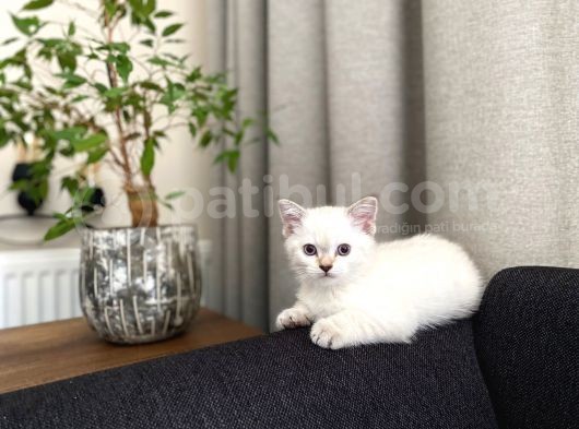 Acil Yuva Arıyoruz British Shorthair görsel