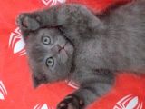 Scottish Fold Safkan Erkek Yavrularım