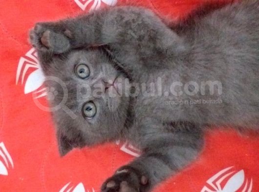 Scottish Fold Safkan Erkek Yavrularım görsel