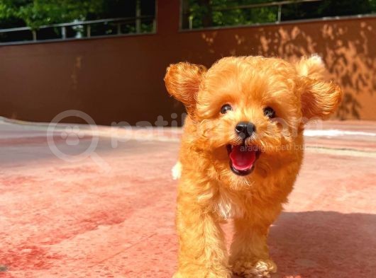 Tüy Dökülmesi Az Toy Poodle görsel