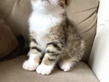Scottish Fold