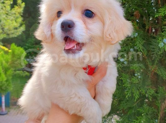 Gülen Suratlı Terrier