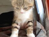 Scottish fold