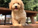 Safkan Uretimimiz Disi Erkek Maltipoo Yavrular
