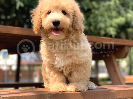 Safkan Uretimimiz Disi Erkek Maltipoo Yavrular görsel