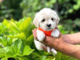 Tatli Maltese Terri̇er