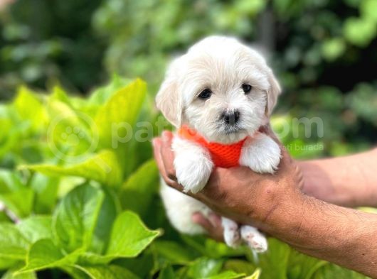 Tatli Maltese Terri̇er