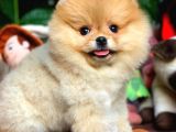 Irk Ve Sağlık Garantili Pomeranian Boo Yavrularımız