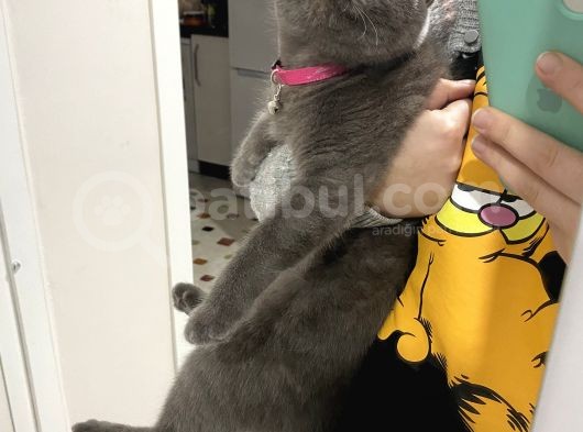 Kizima Eş Arıyorum görsel