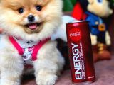 Irk Ve Sağlık Garantili Pomeranian Boo Yavrularımız