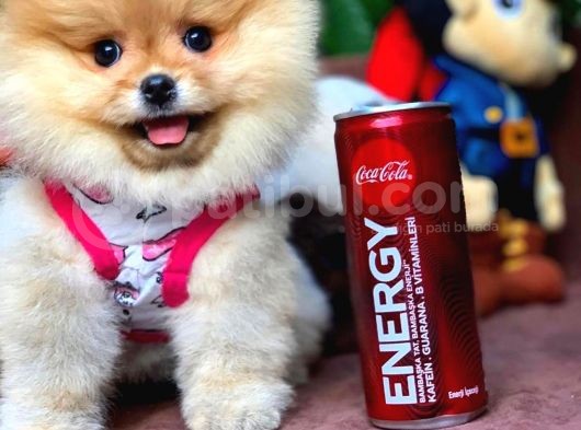 Irk Ve Sağlık Garantili Pomeranian Boo Yavrularımız görsel