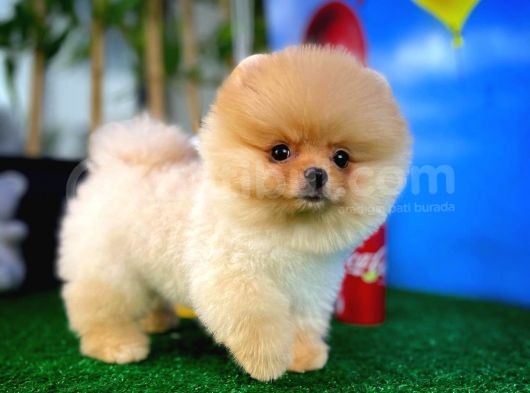 Irk Ve Sağlık Garantili Pomeranian Boo Yavrularımız görsel