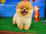 Irk ve Sağlık Garantili Pomeranian Boo Yavrularımız