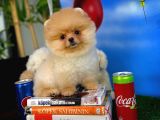 Irk Ve Sağlık Garantili Pomeranian Boo Yavrularımız