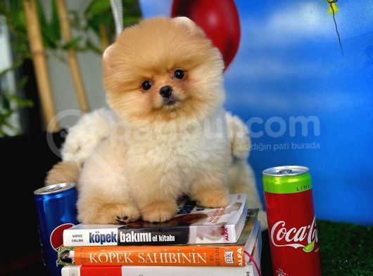 Irk Ve Sağlık Garantili Pomeranian Boo Yavrularımız görsel