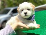 Yakışıklı Maltipoo