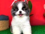 Ayı Surat Pomeranian Boo Yavrularımız