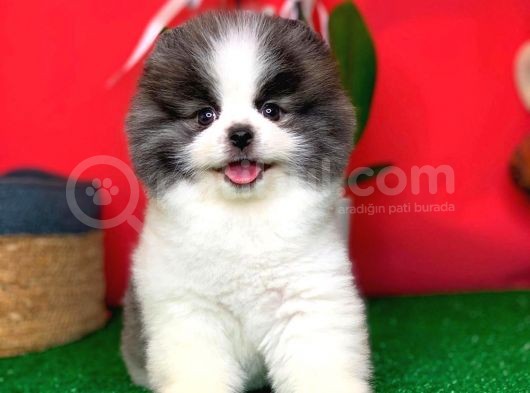 Ayı Surat Pomeranian Boo Yavrularımız görsel