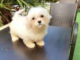 Kore Maltese
