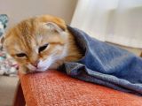 4 Aylık Scottish Fold Golden Tabby Sıfır Kulak Erkek