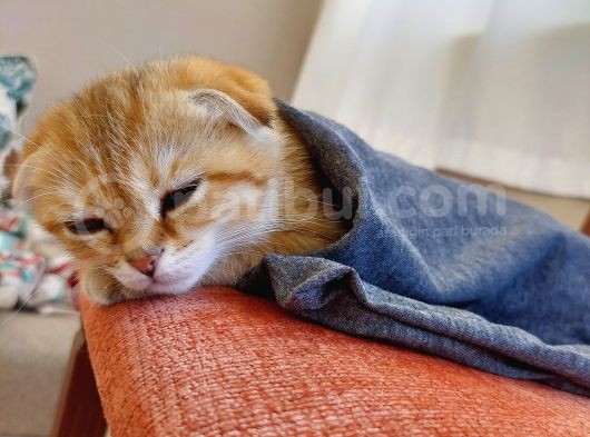 4 Aylık Scottish Fold Golden Tabby Sıfır Kulak Erkek görsel