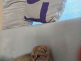 4 Aylık Scottish Fold Golden Tabby Sıfır Kulak Erkek
