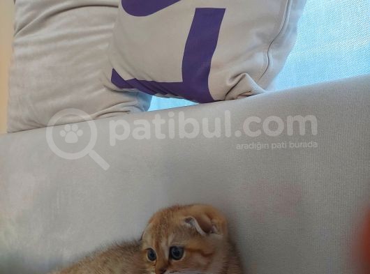 4 Aylık Scottish Fold Golden Tabby Sıfır Kulak Erkek görsel