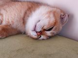 4 Aylık Scottish Fold Golden Tabby Sıfır Kulak Erkek