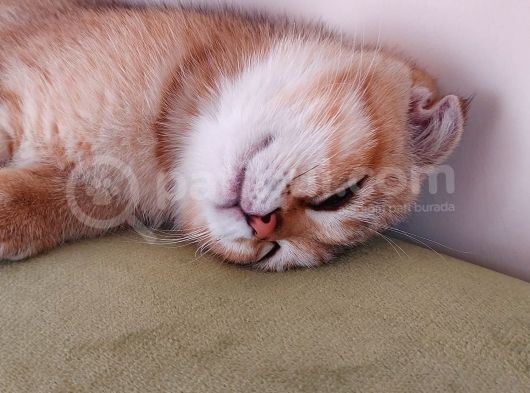 4 Aylık Scottish Fold Golden Tabby Sıfır Kulak Erkek görsel